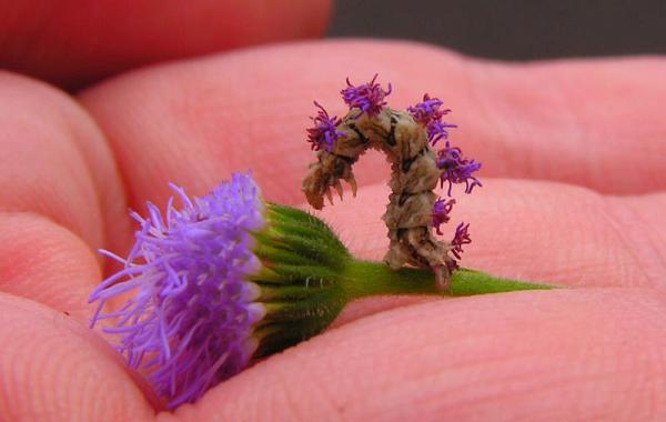 насекомые,гусенница,цветок,пяденица