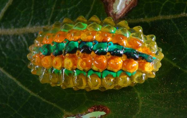 Кристальная гусеница