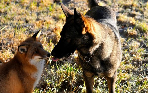 Sniffer fox and Tinni, дружба между лисой и собакой
