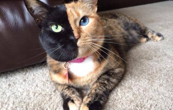 Химеры - очень редкие животные и насекомые, у которых одна половина тела отличается от другой