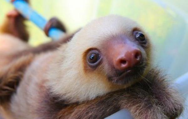 Никогда ещё лень не была такой милой