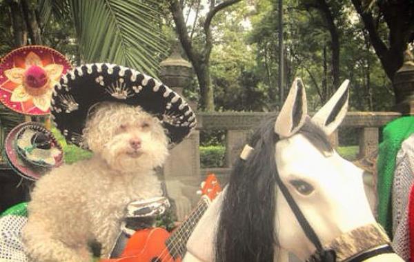 Cerbero dog travel, собака путешественник