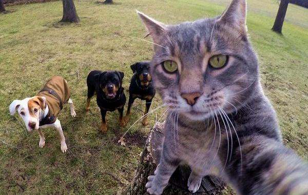 кот который делает селфи, кот Мэнни