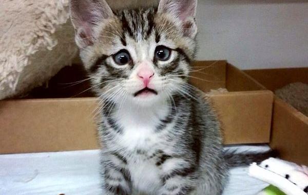 котёнок с обеспокоенным выражением мордочки, котёнок Бум