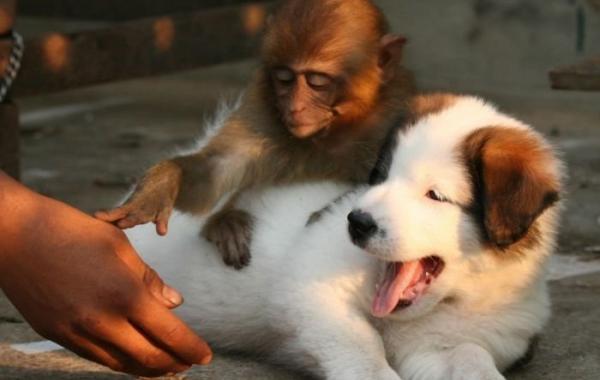 Необычная дружба среди животных