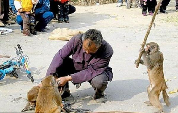атакующие животные животные нападают на людей