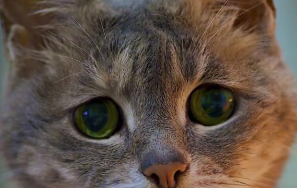 Самые очаровательные "печальные" коты интернета