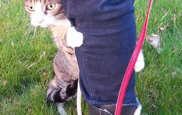 Коты в шоке: смешная реакция котов на первую прогулку за пределами дома