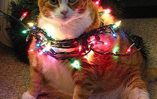 Очаровательные коты толстопузы