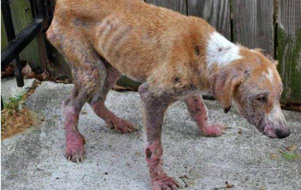 На что способна человеческая доброта