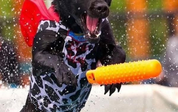 в нужный момент поймать кадр лови момент