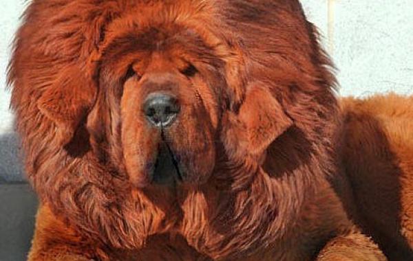 тибетский мастиф самая дорогая собака