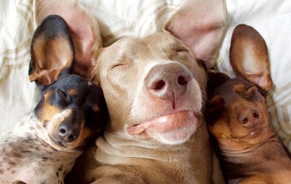 Две собаки приняли в семью третьего щенка, Харлоу Индианан и Риз