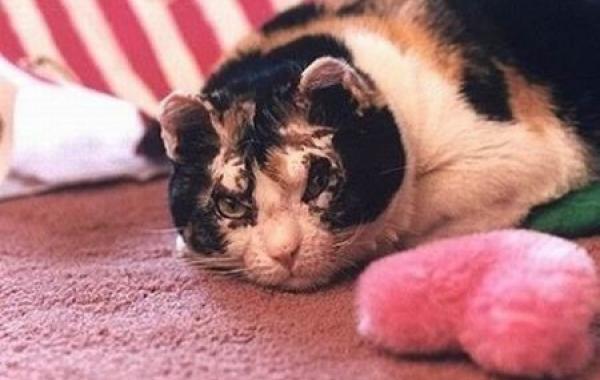 История материнской любви и самопожертвования кошки по имени Скарлетт