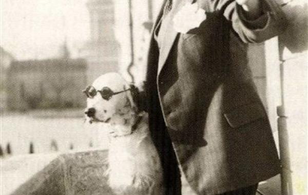 Самые смелые собаки