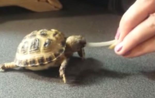 черепаха есть бобовый росток, черепаха против бобового ростка