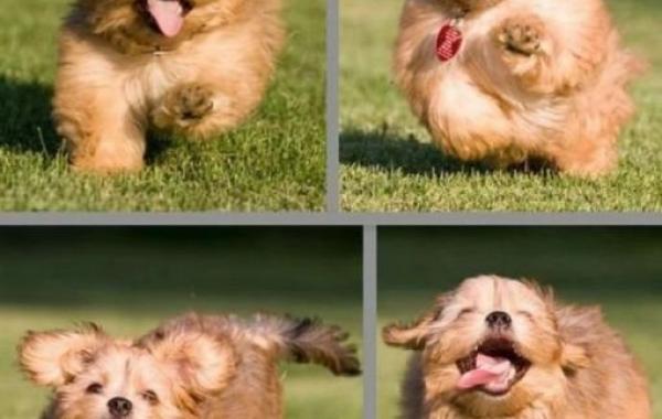 смешные очаровательные забавные животные