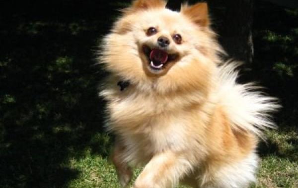  Позитивные животные,коты и кошки,собаки 