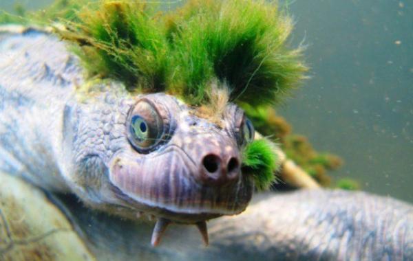 Самые причудливые странные виды черепах