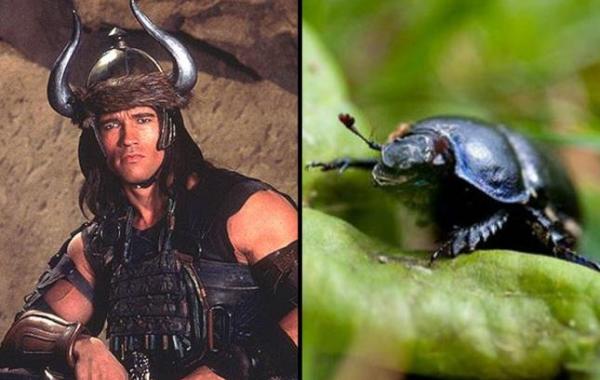 Живые организмы, названные в честь знаменитостей по нелепым причинам 