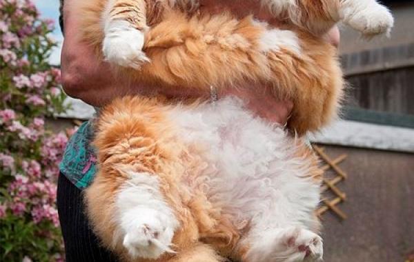 Самые гигантские домашние животные в мире,огромные питомцы