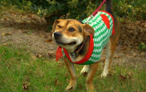 Смешные собаки сфотографированные в момент чихания