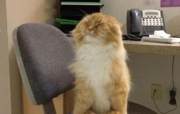 Позитив и юмор в смешных фотографиях