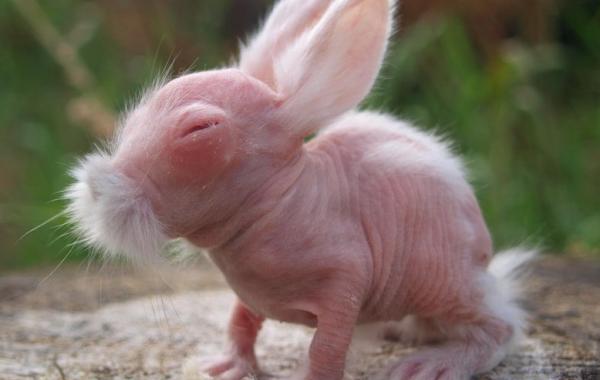 Лысые животные, животные без меха