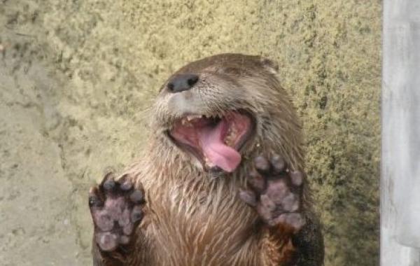 До этого момента вы себе и представить не могли, что выдры могут быть такими милыми и смешными