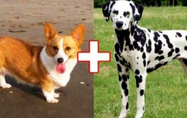 необычные гибриды собак, безумные гибриды собак, необычная помесь собак, смесь пород собак