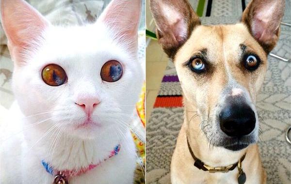 животные с разноцветными глазами, животные с разным цветом глаз, гетерохромия