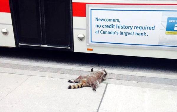 мемориал мертвому еноту, создали мемориал мертвому еноту, мемориал мертвому еноту на улице Торонто