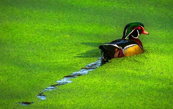 природный минимализм, минималистические фотографии 