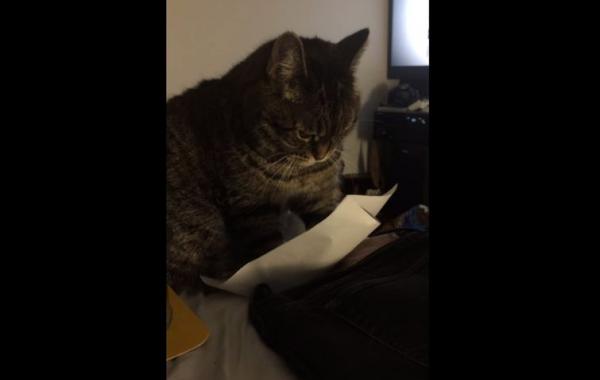 paper cat, кот развлекает себя листом бумаги, кот и лист бумаги, Вайви, Vivey