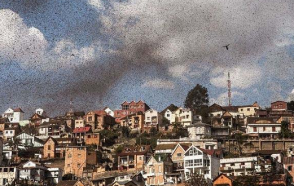 Полчища саранчи затмили небо Мадагаскара