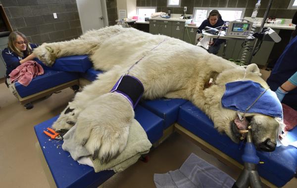 Медицинский осмотр белого медведя Бориса