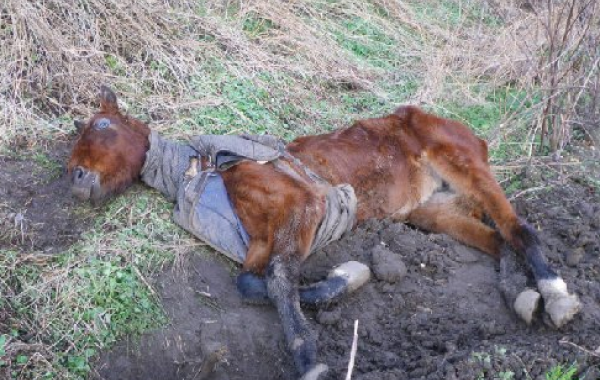 Невероятное преображение мертвой на первый взгляд лошади