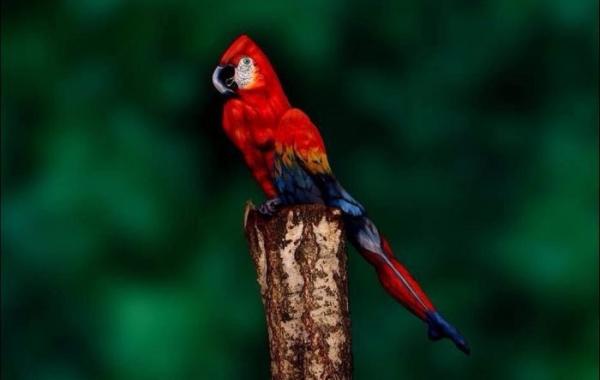 Что вы видите на этом фото: попугай или девушка?