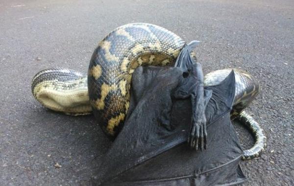 шокирующие животные Австралии, фауна Австралии