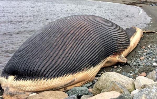 60-тонный кит, кит может лопнуть, туша кита на берегу