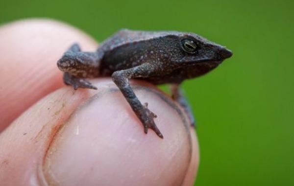 In Search Of Lost Frogs, Робин Мур, Robin Moore, редкие лягушки