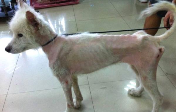 собака самоед, Tai Zhang dog, Тай Чжан собака