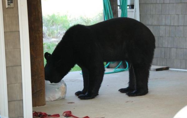 Мужчина спас огромного медведя, тонущего в океане
