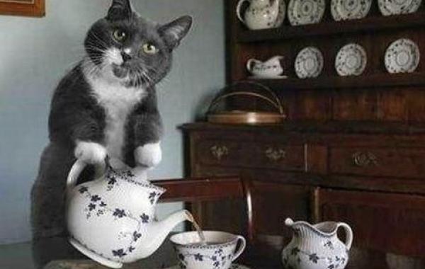 Идеальный кот, помошник, фотошоп