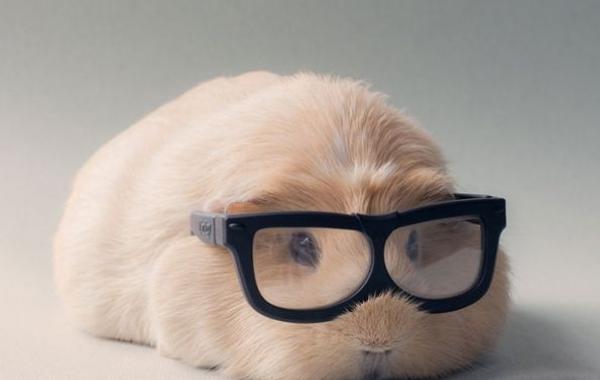 Booboo Бубу, самая милая морская свинка, очаровательная морская свинка