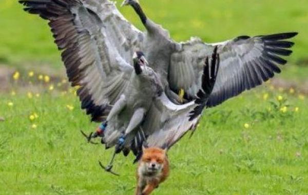 Энгри Бердс. Аисты прогнали лисицу, защищая своих птенцов