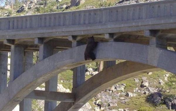Спасение медведя, который сутки провисел под мостом цепляясь за жизнь