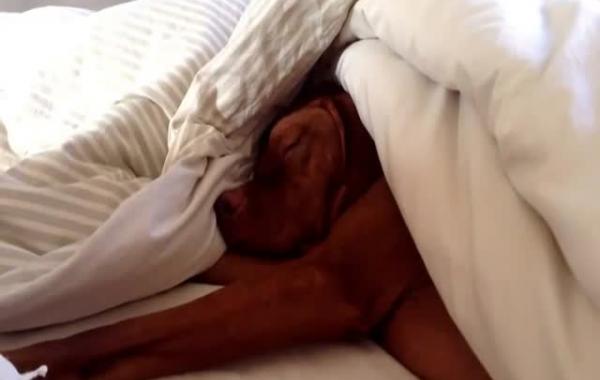 Vizsla Oscar morning, собака Оскар будильник, собака ненавидит будильник