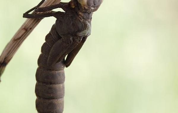 неполное превращение, превращение стрекозы, метамарфоз