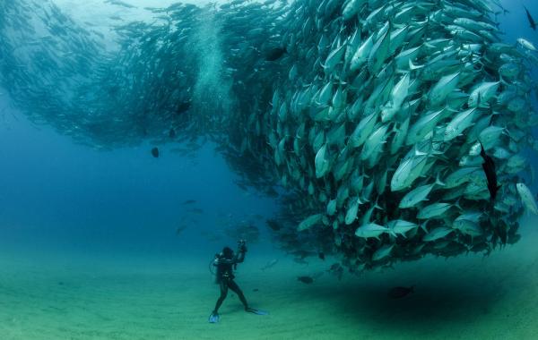 Рыбное торнадо фотограф Октавио Абурто Octavio Aburto